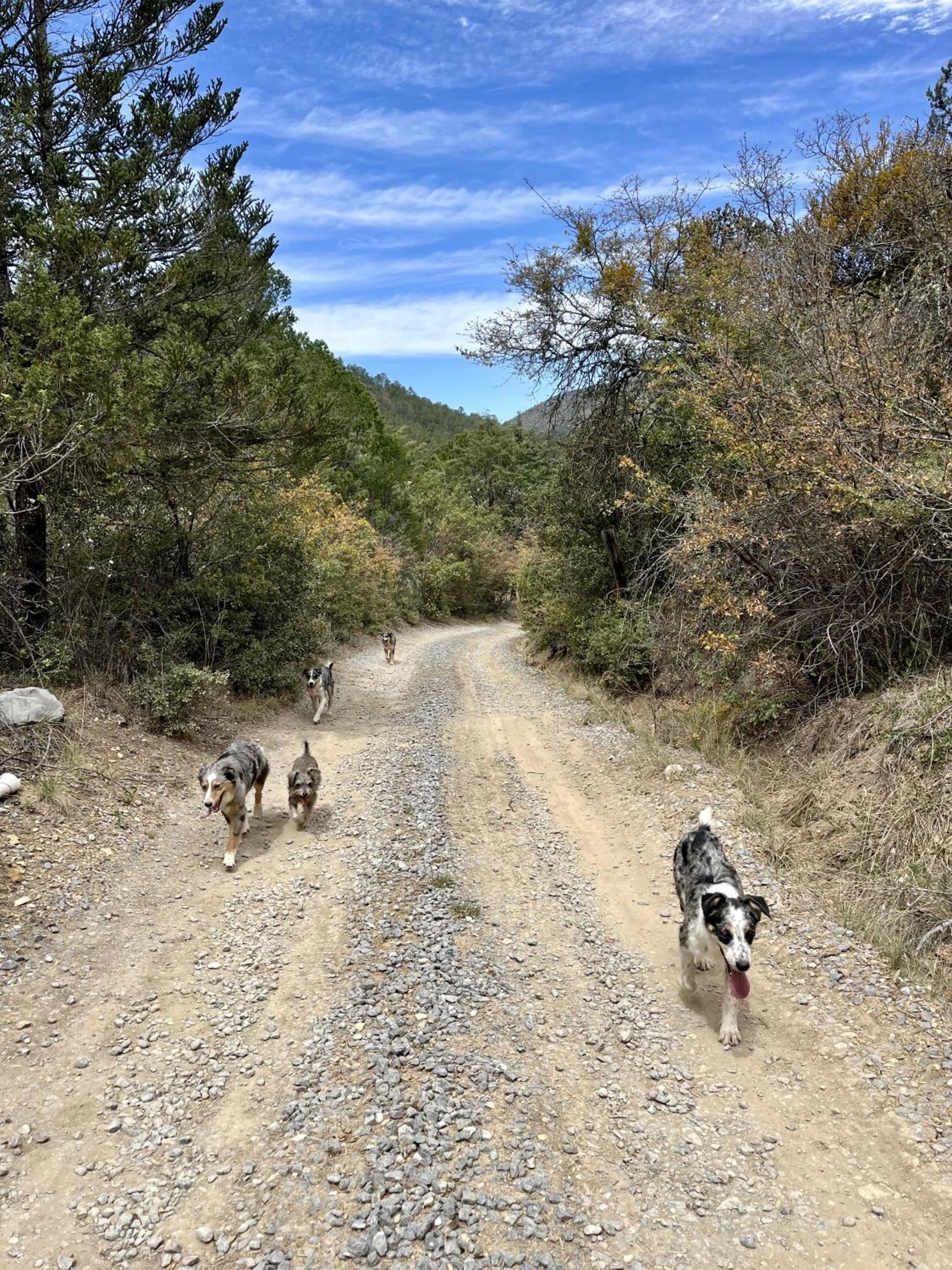 Glamping en la Sierra de Arteaga