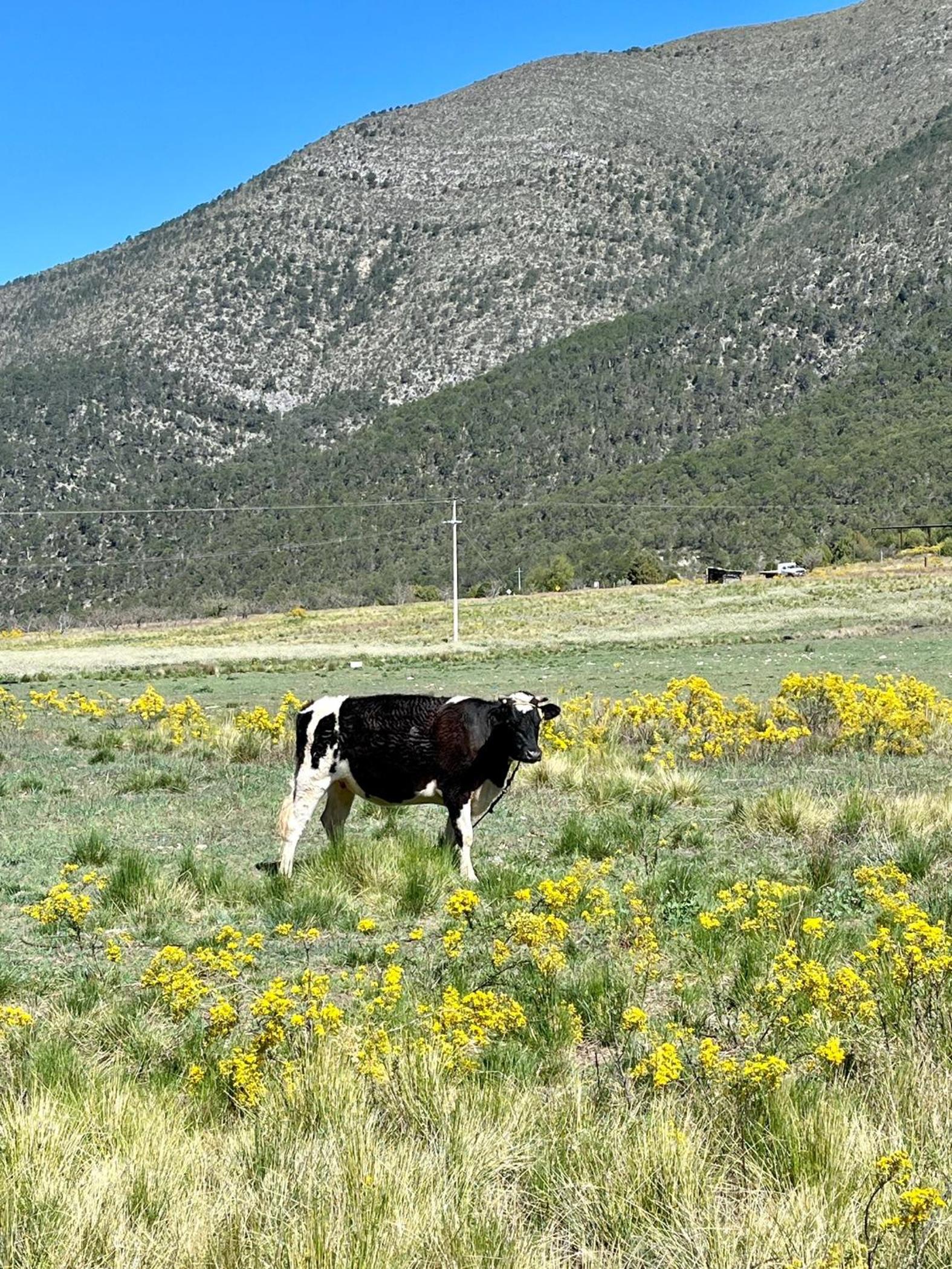 Glamping en la Sierra de Arteaga