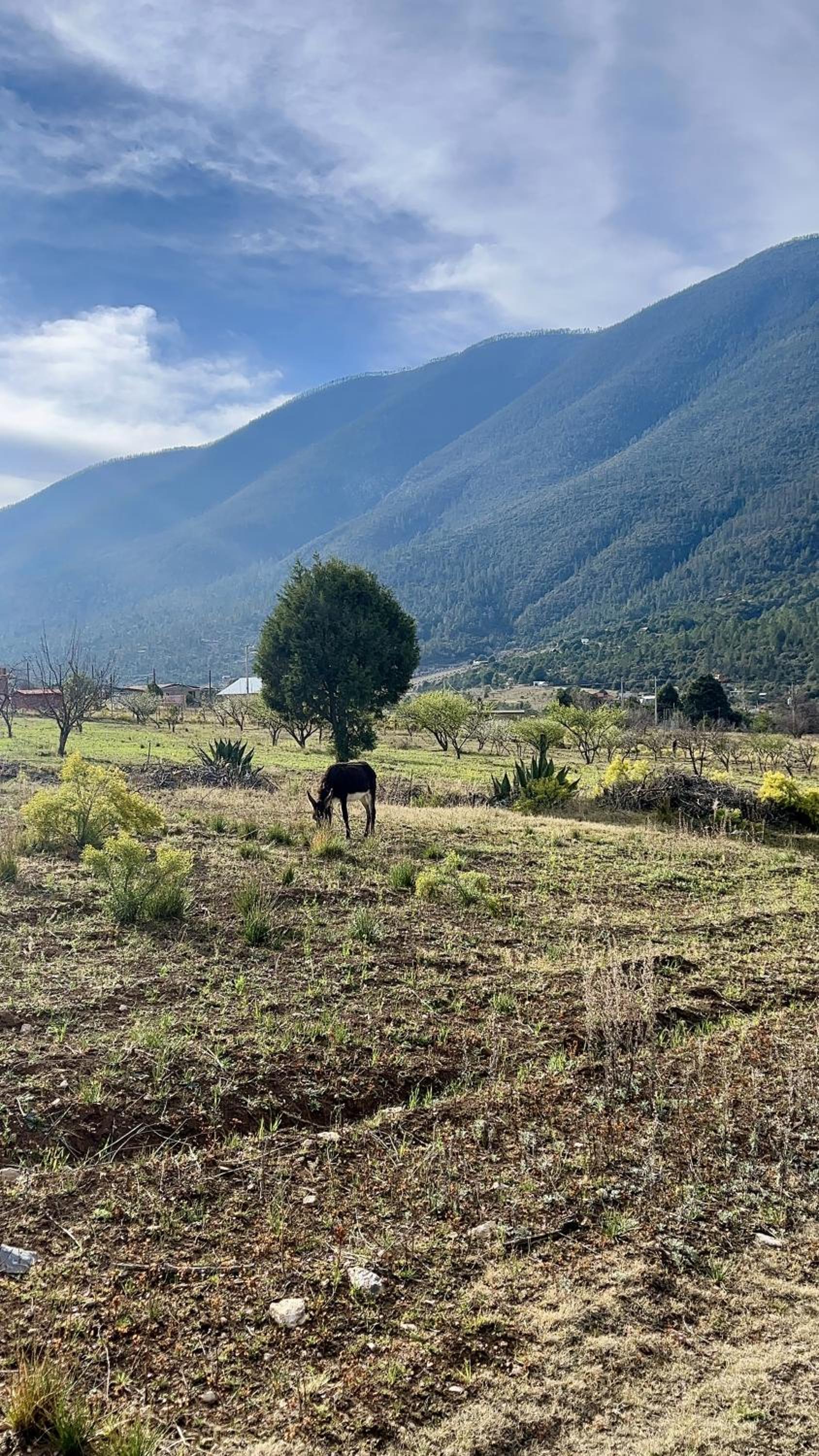 Glamping en la Sierra de Arteaga