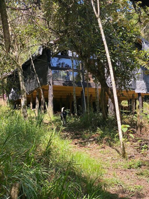 Eco Aldea Cabaña entre helechos