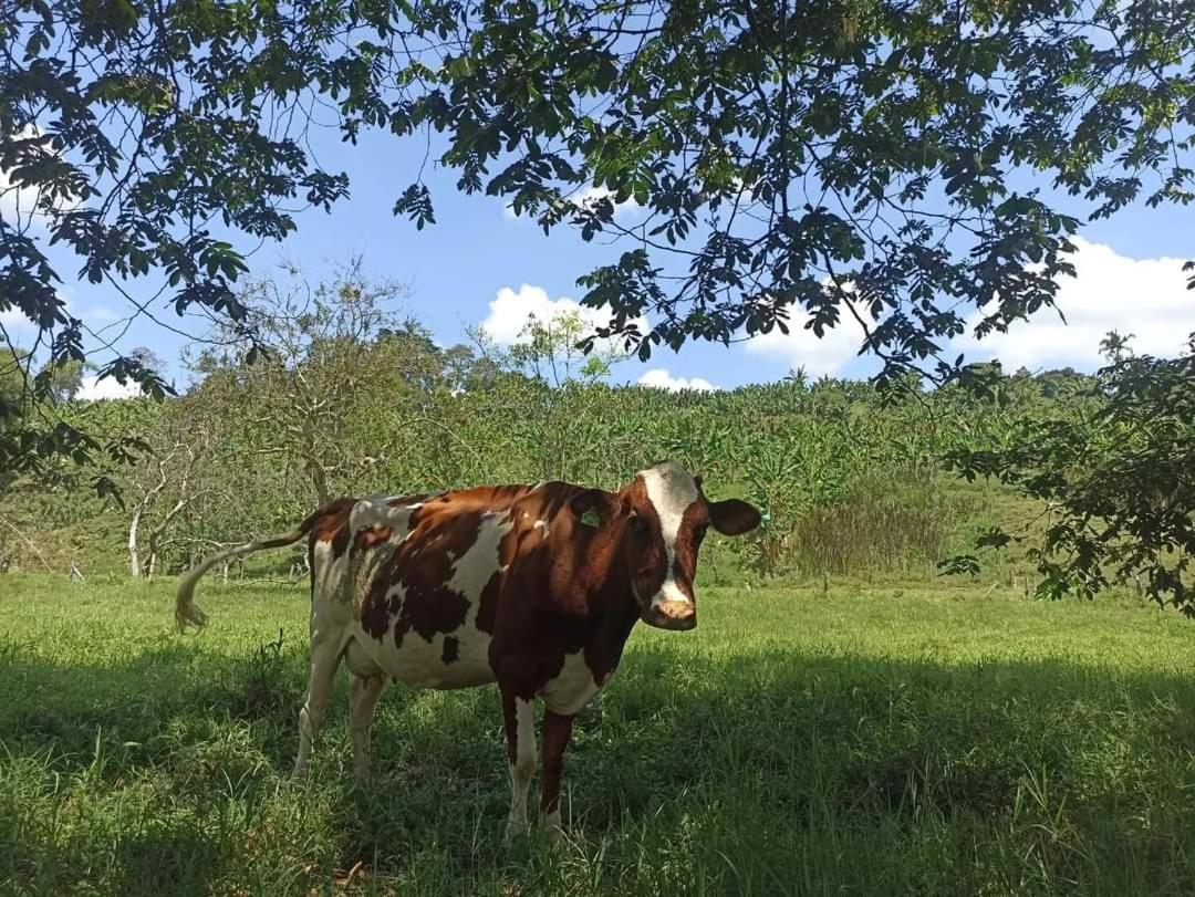 Ecoglamping VillaLaura