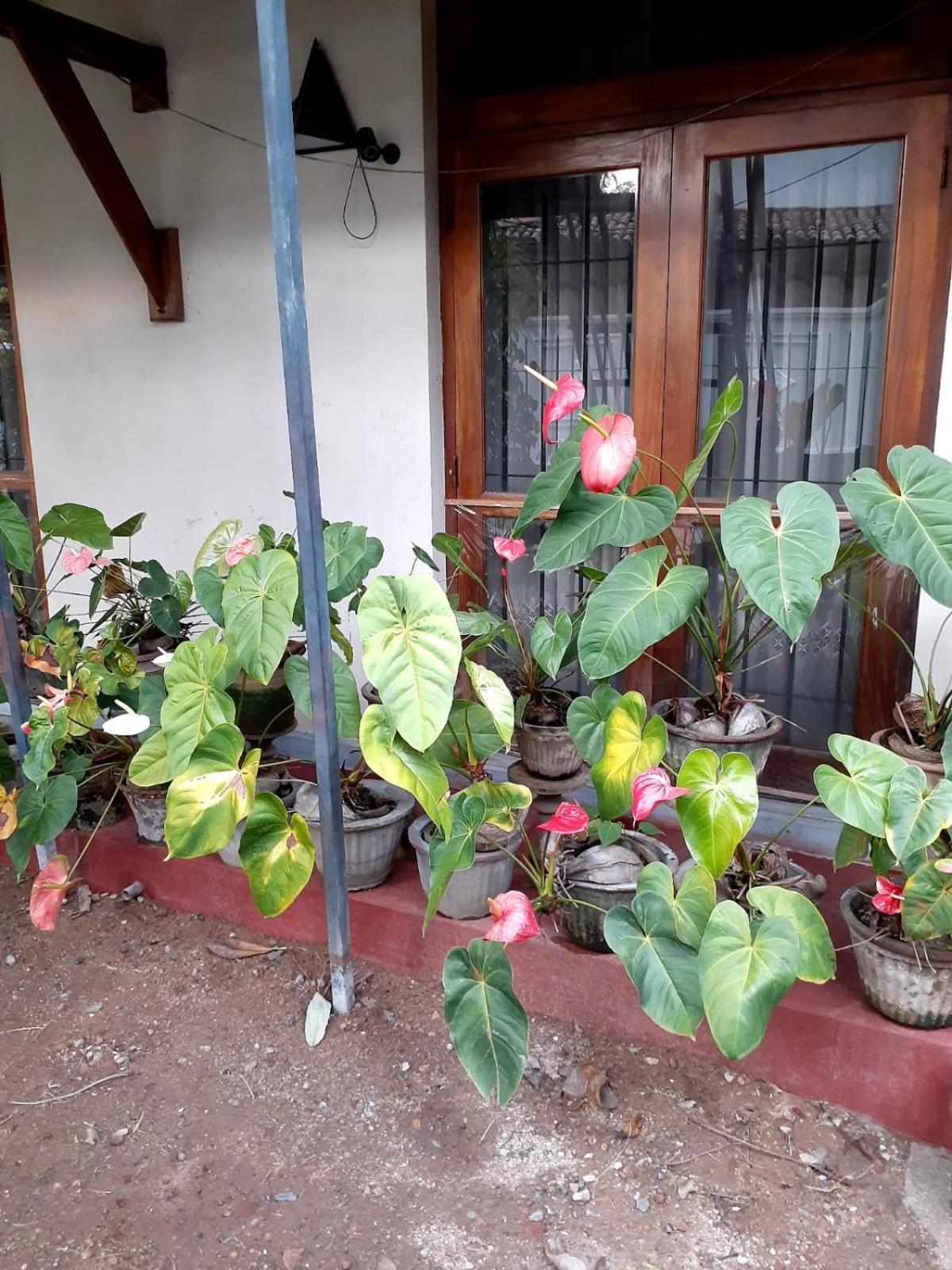 Negombo Holiday Home
