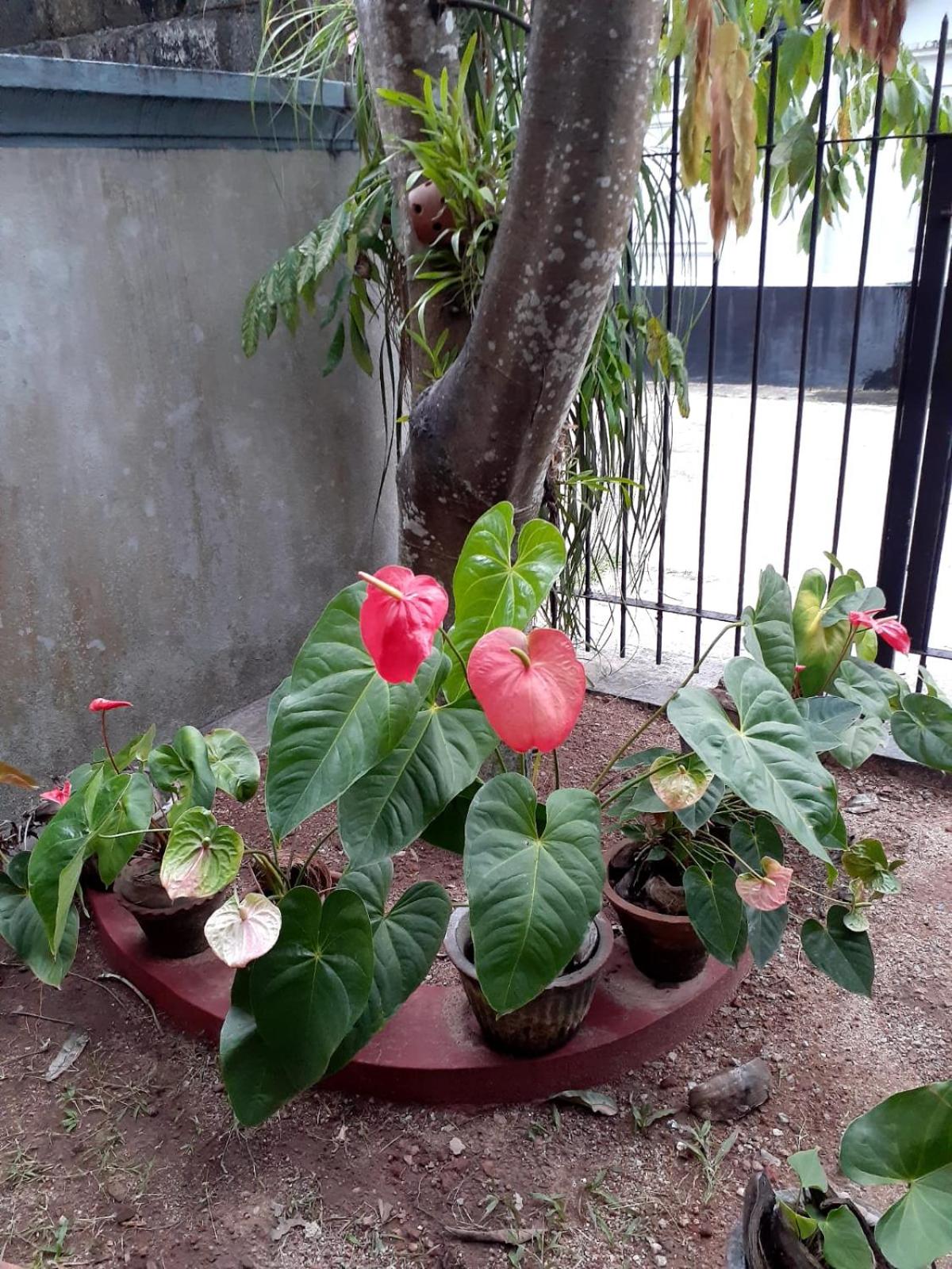 Negombo Holiday Home