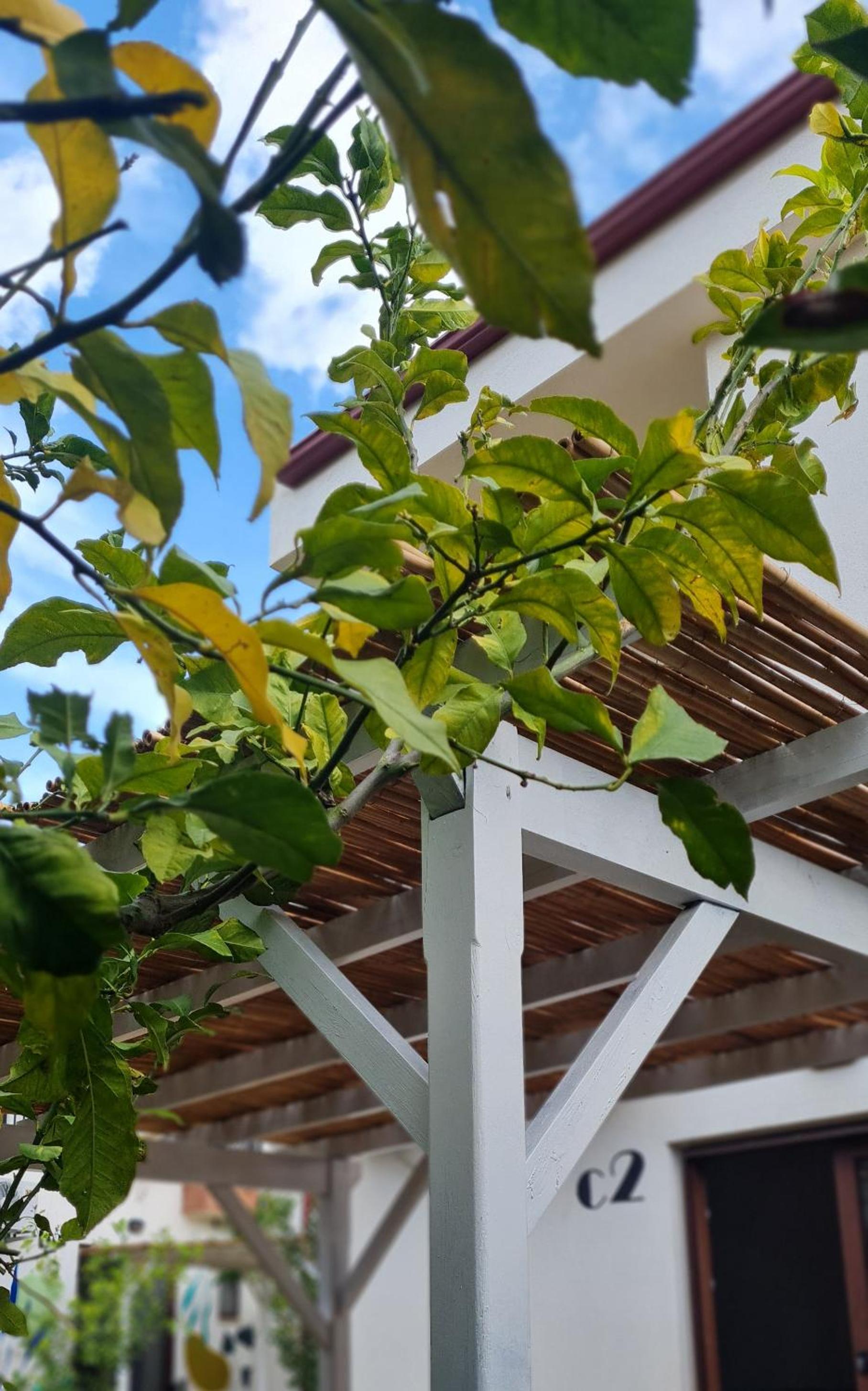 Sea Garden - Image 25