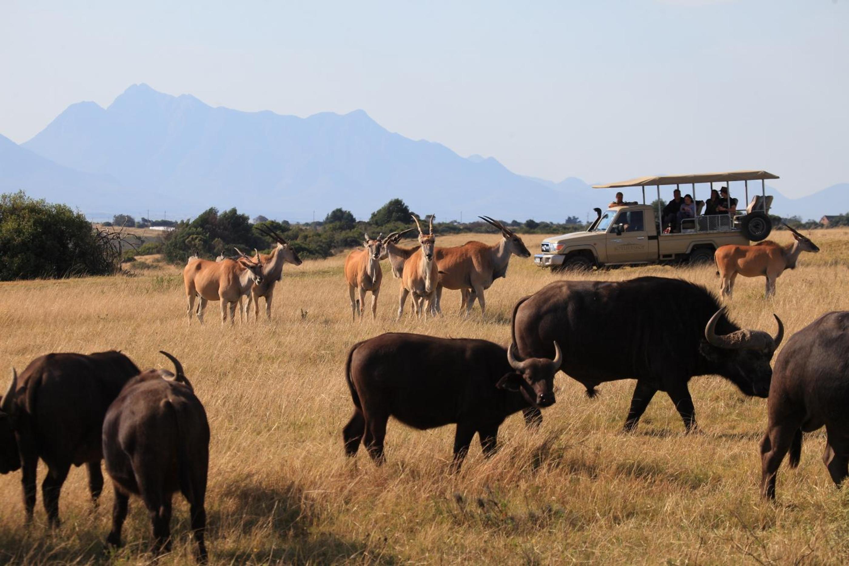 Botlierskop Bush Villas