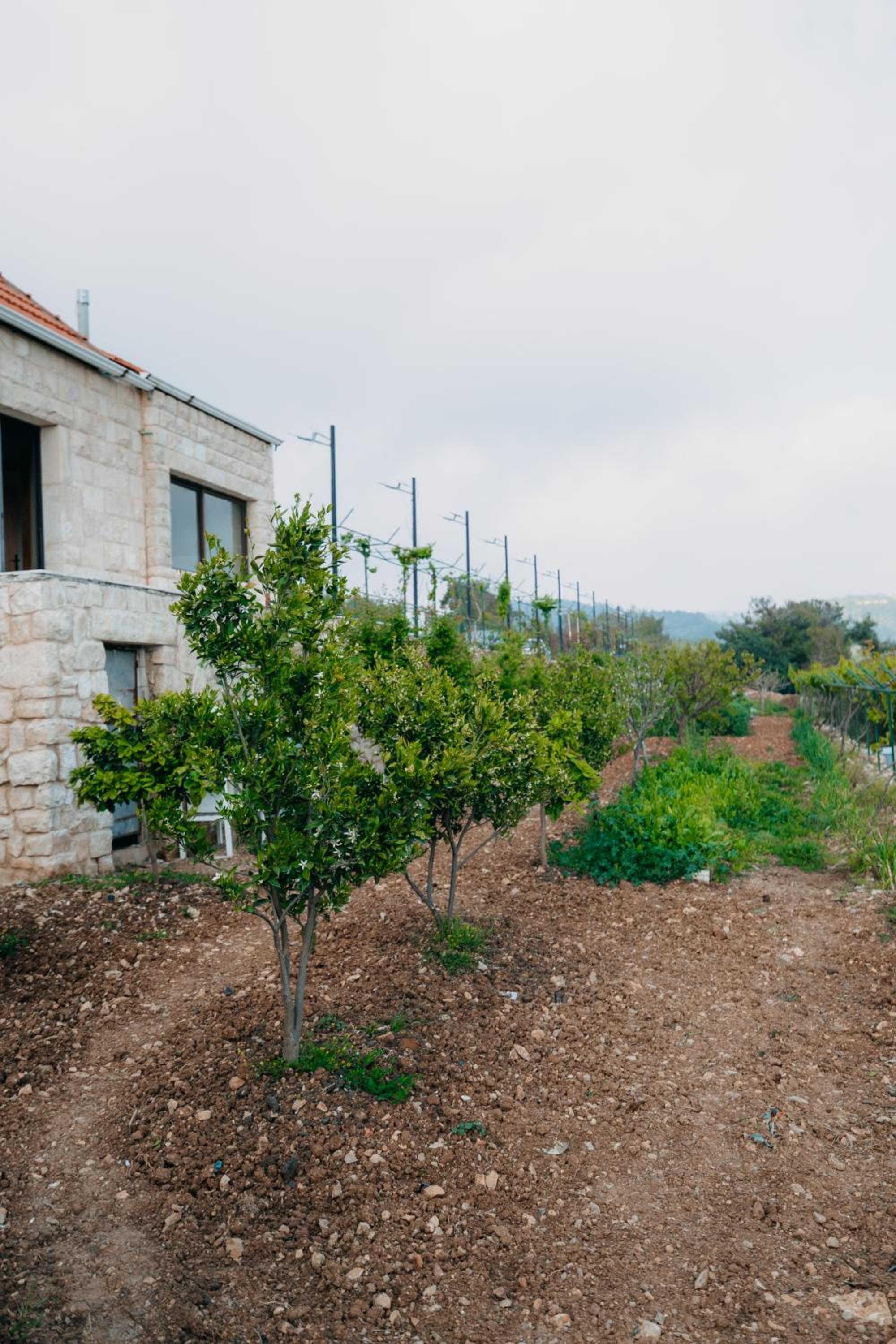 Dhour