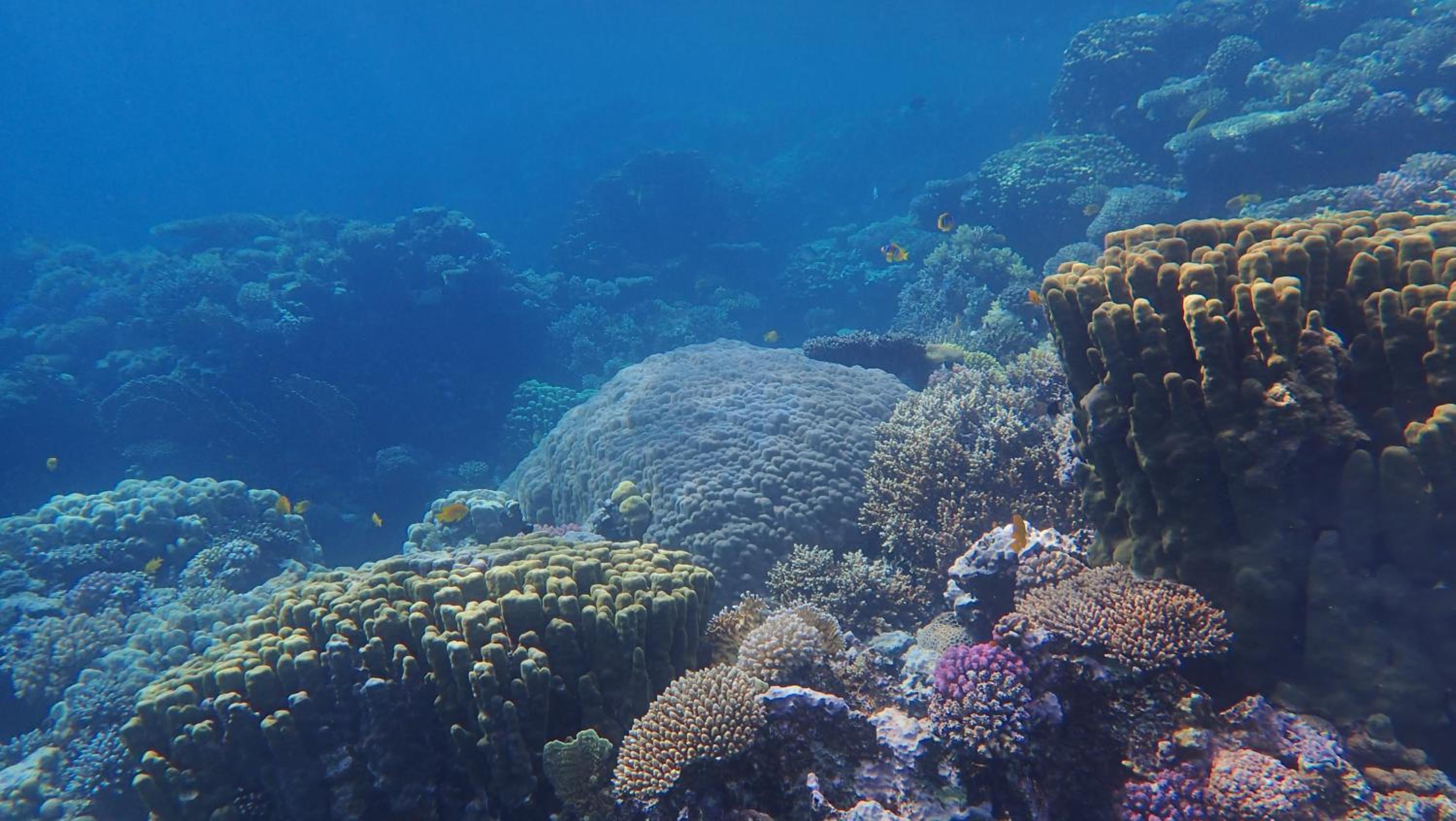 Frogfish Apartment