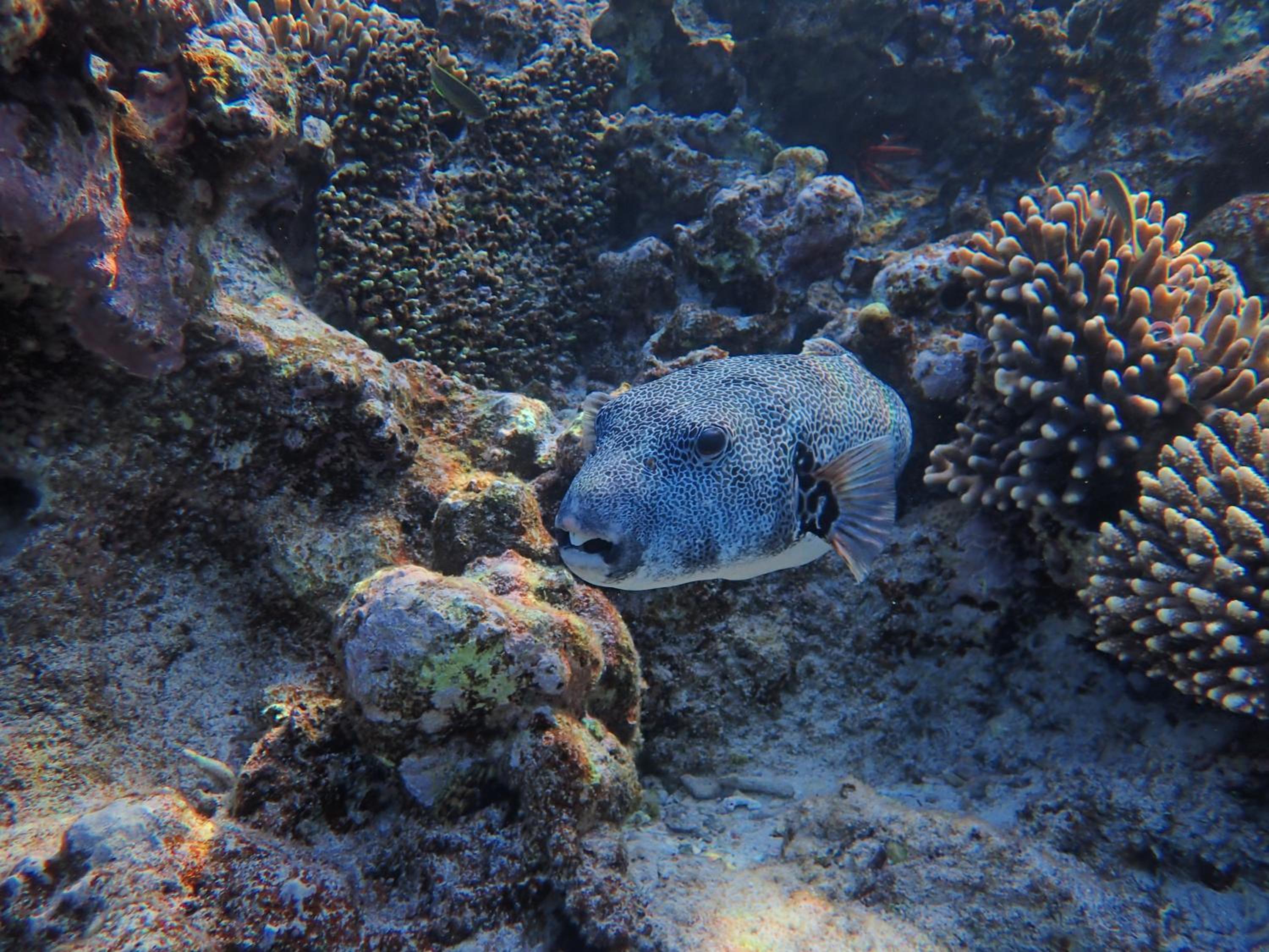 Frogfish Apartment