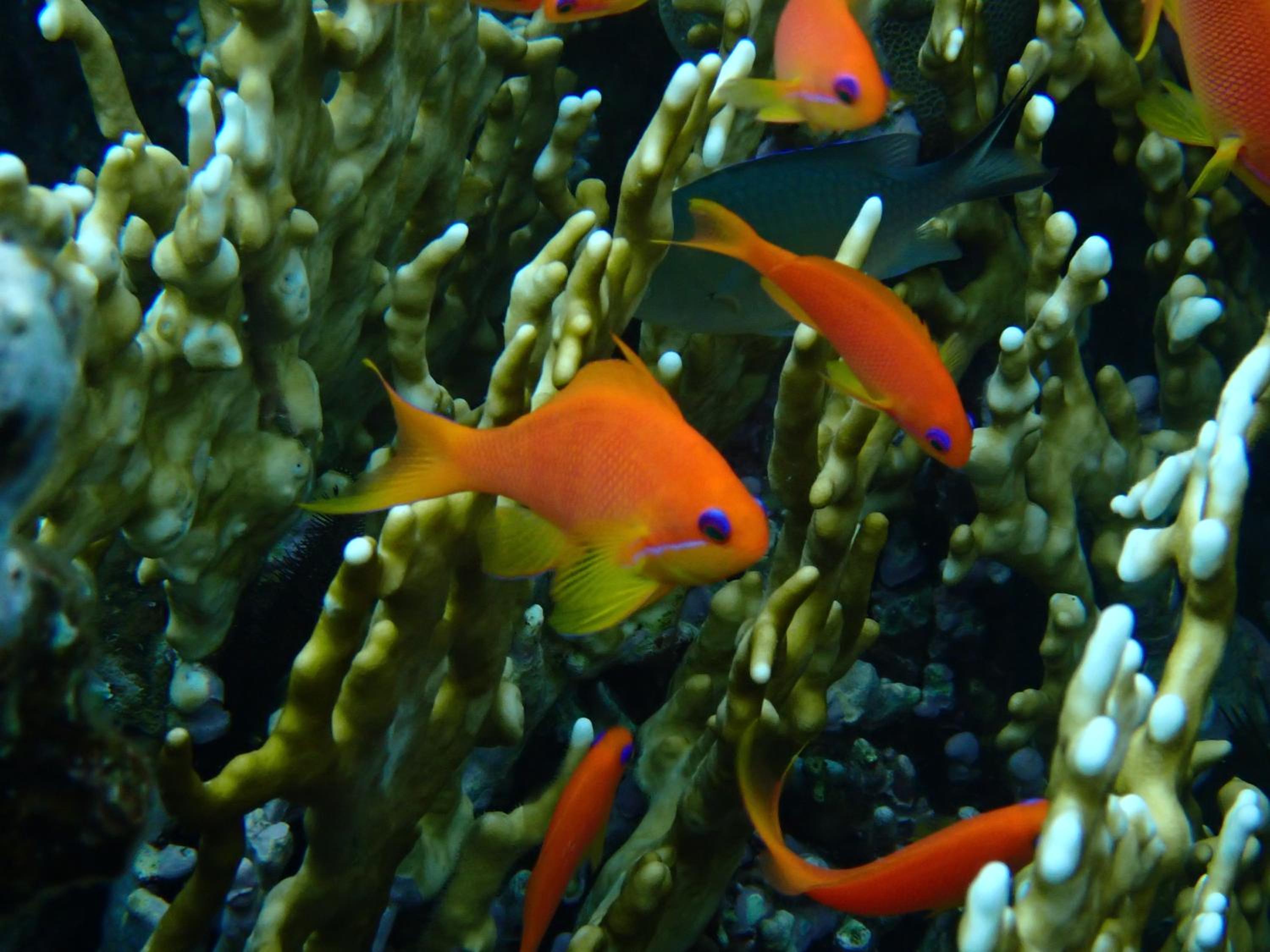 Frogfish Apartment