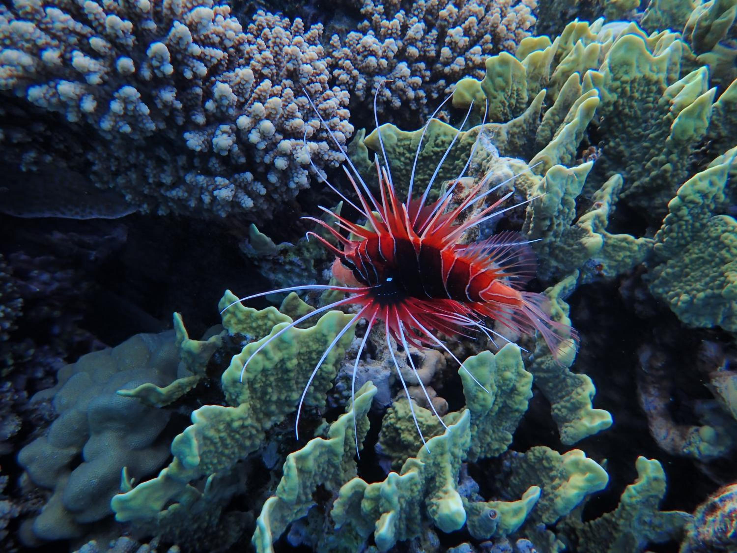 Frogfish Apartment