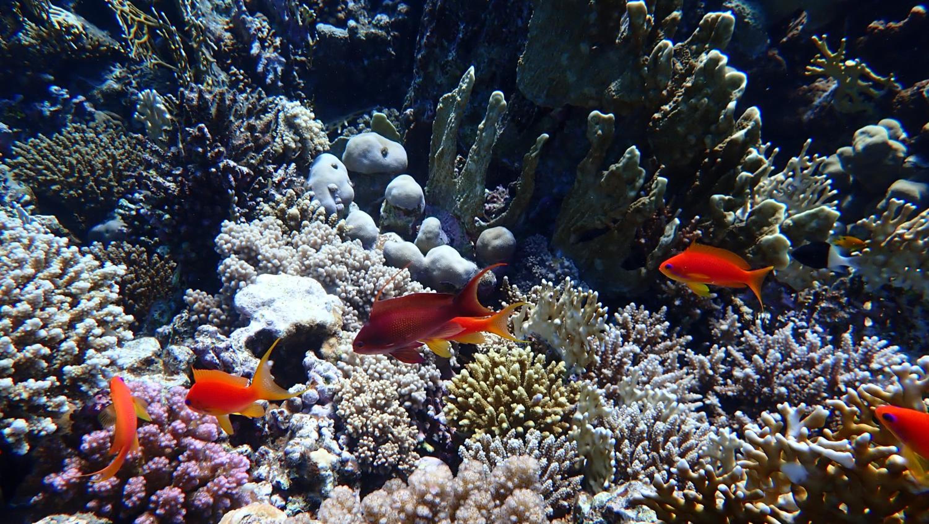 Frogfish Apartment