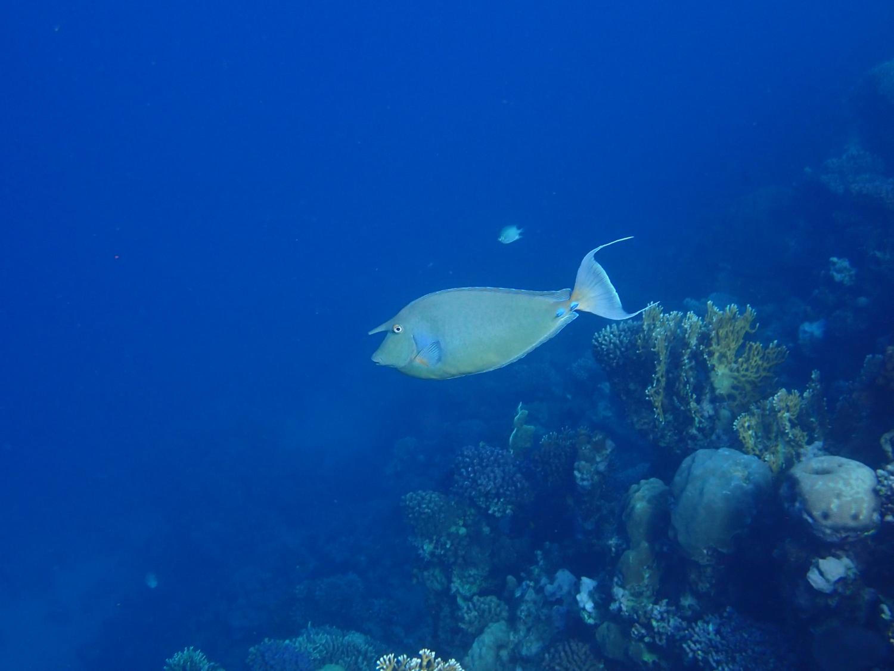 Frogfish Apartment