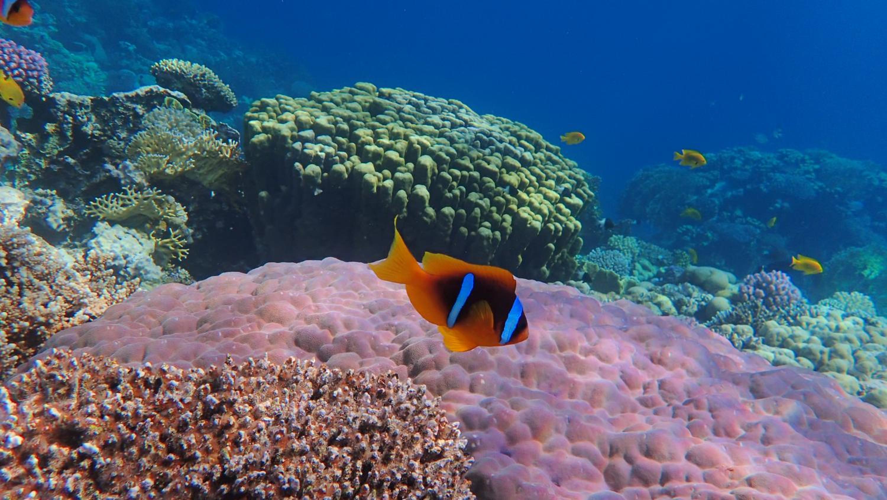 Frogfish Apartment