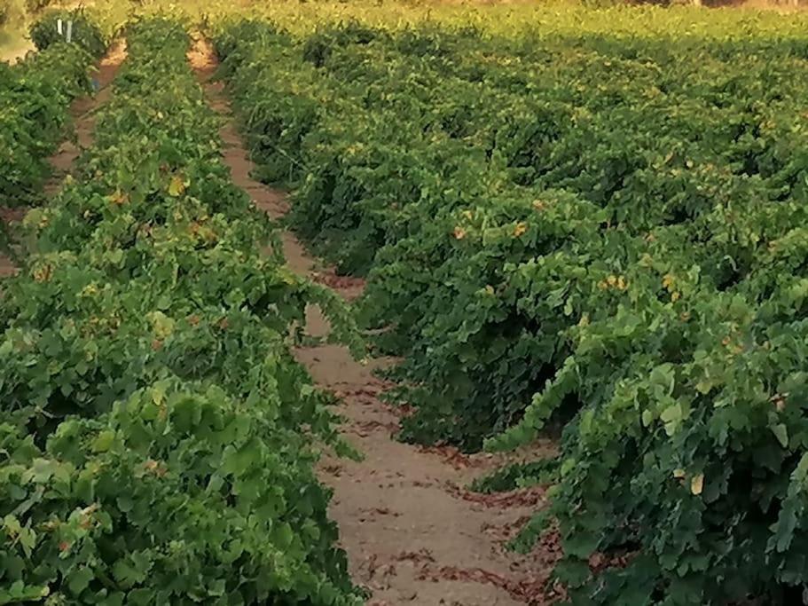 Villa Marinos photo 2