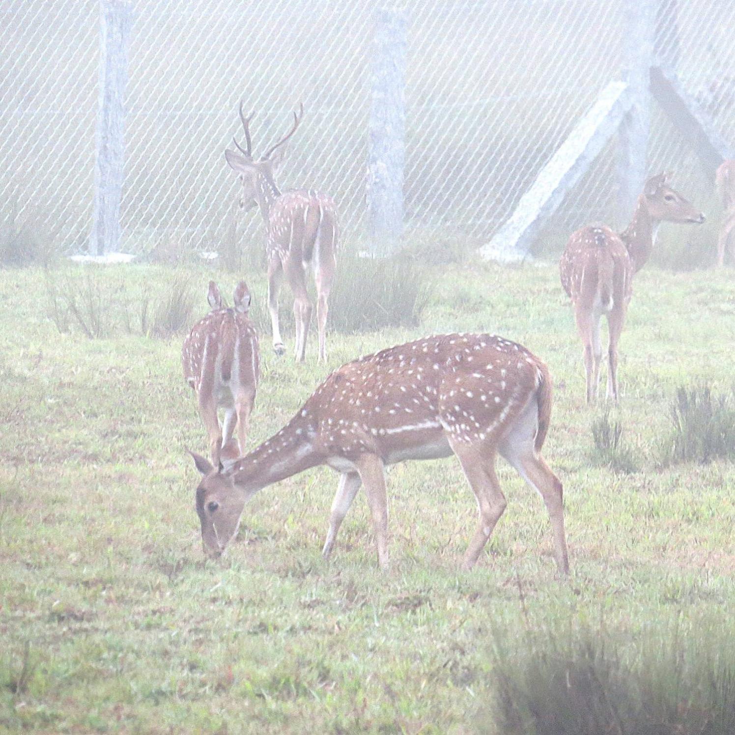 Deer Meadows view 2
