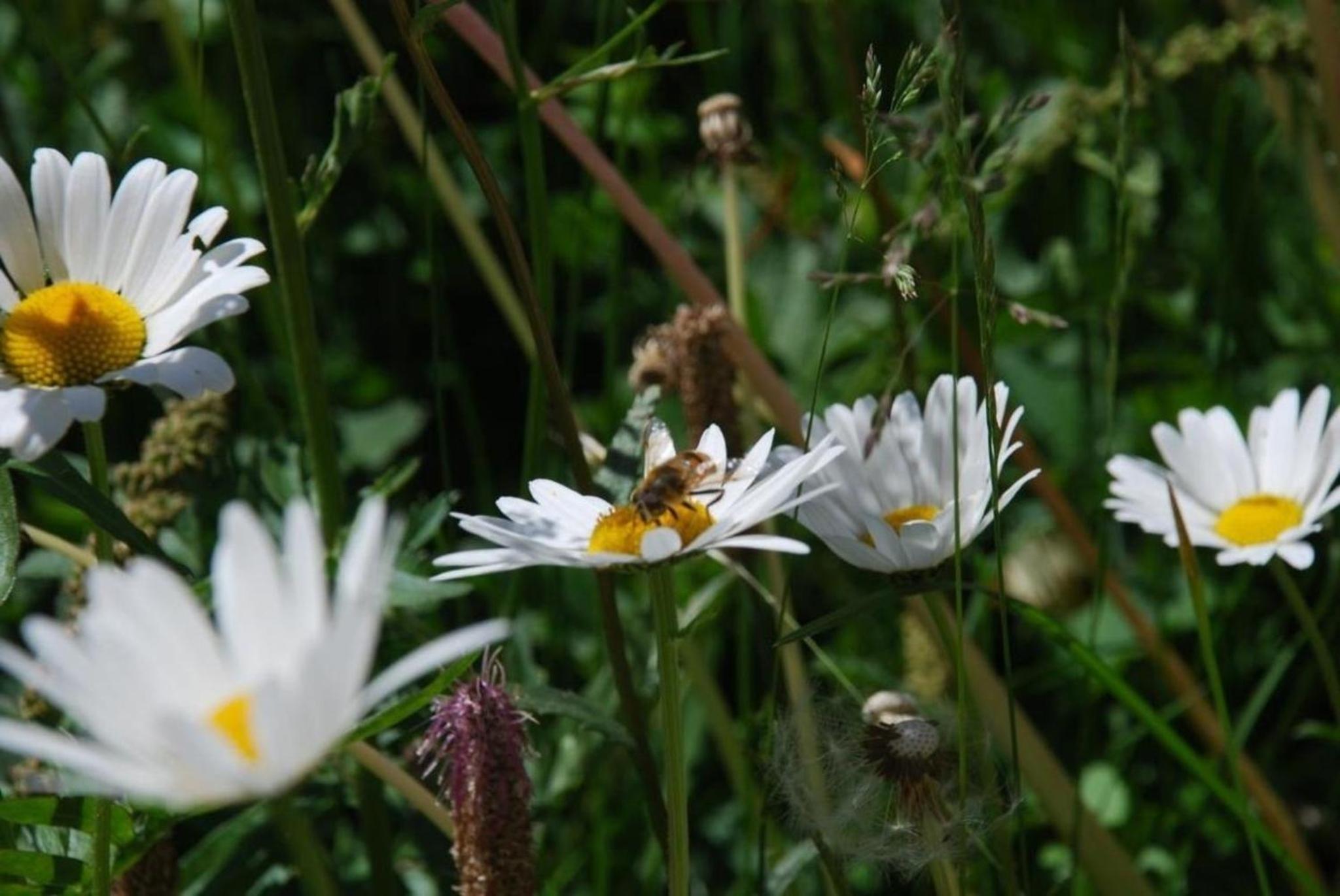 Arnica 2 La Punt