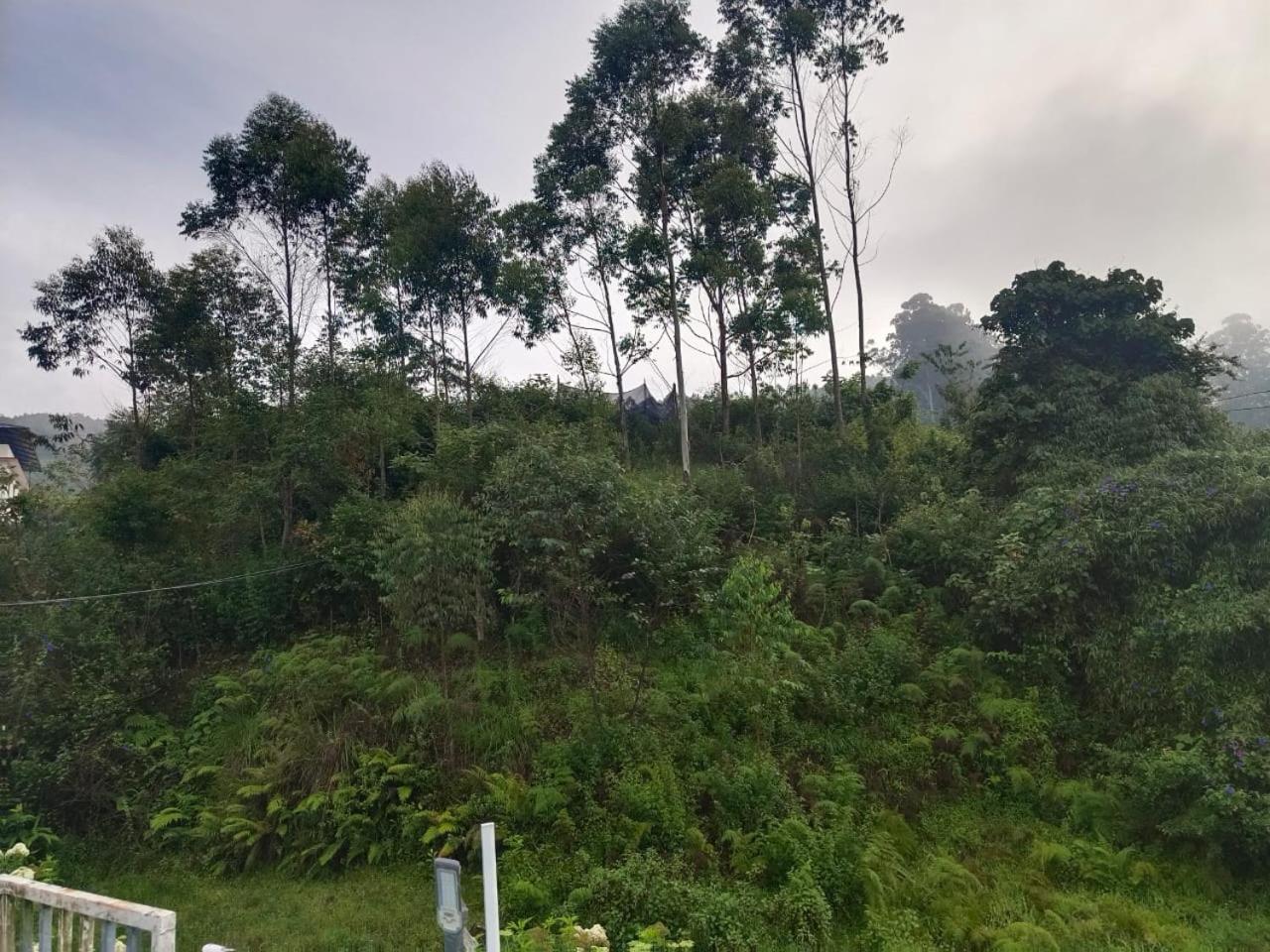 Pavithra cottage munnar view 4
