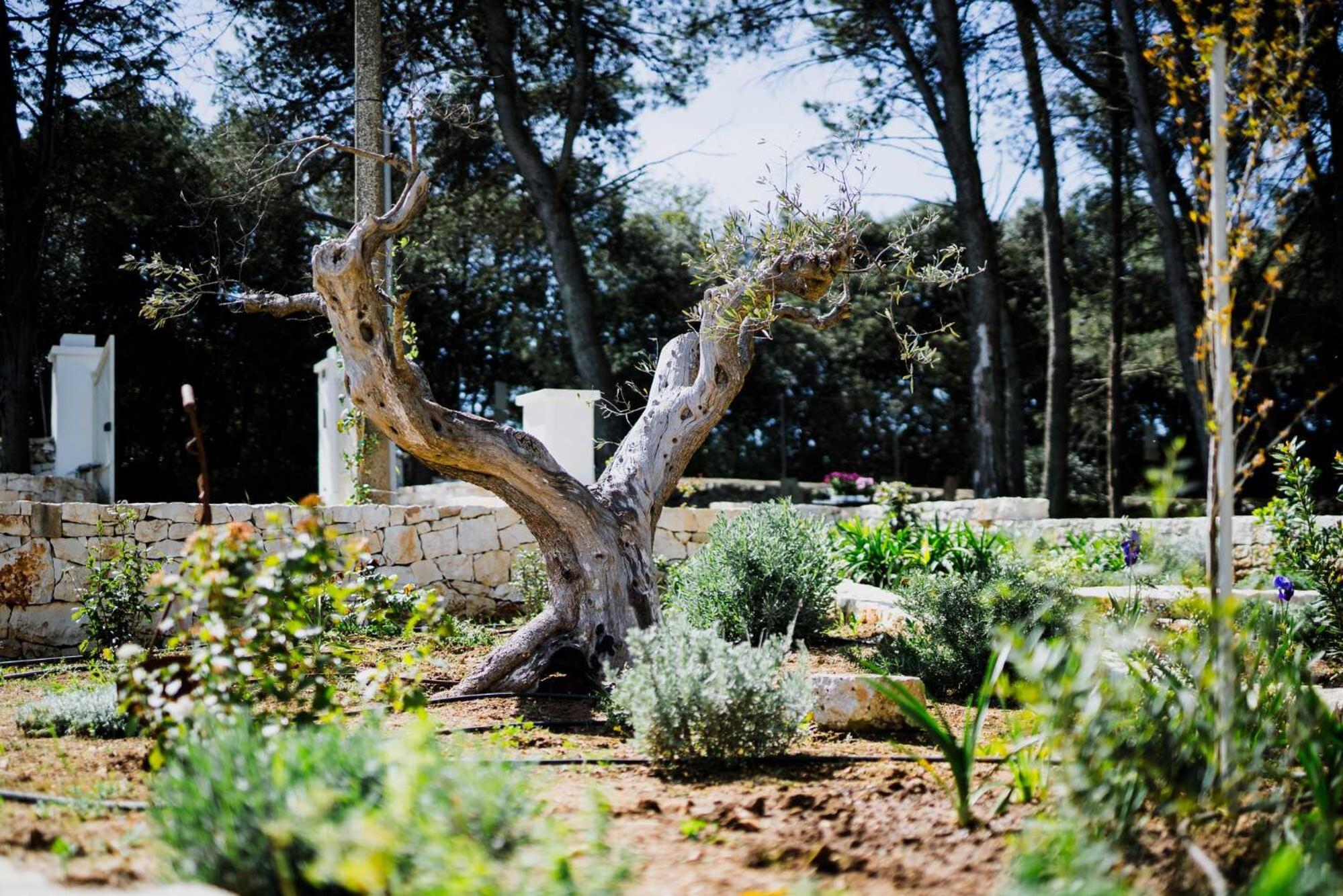 Trulli Pinacea view 5