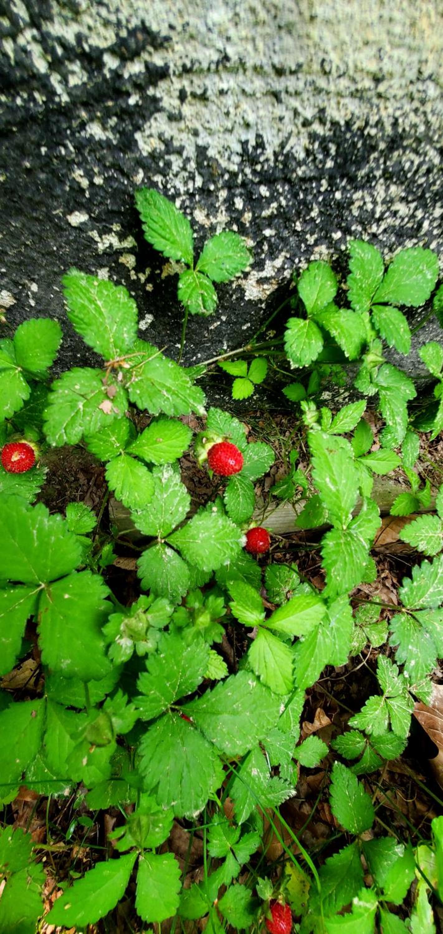 Photo 44