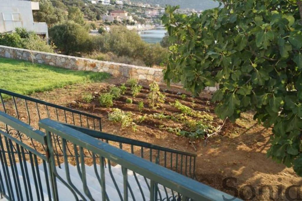 Villa Elaia Mirtila 50m from sea view 2
