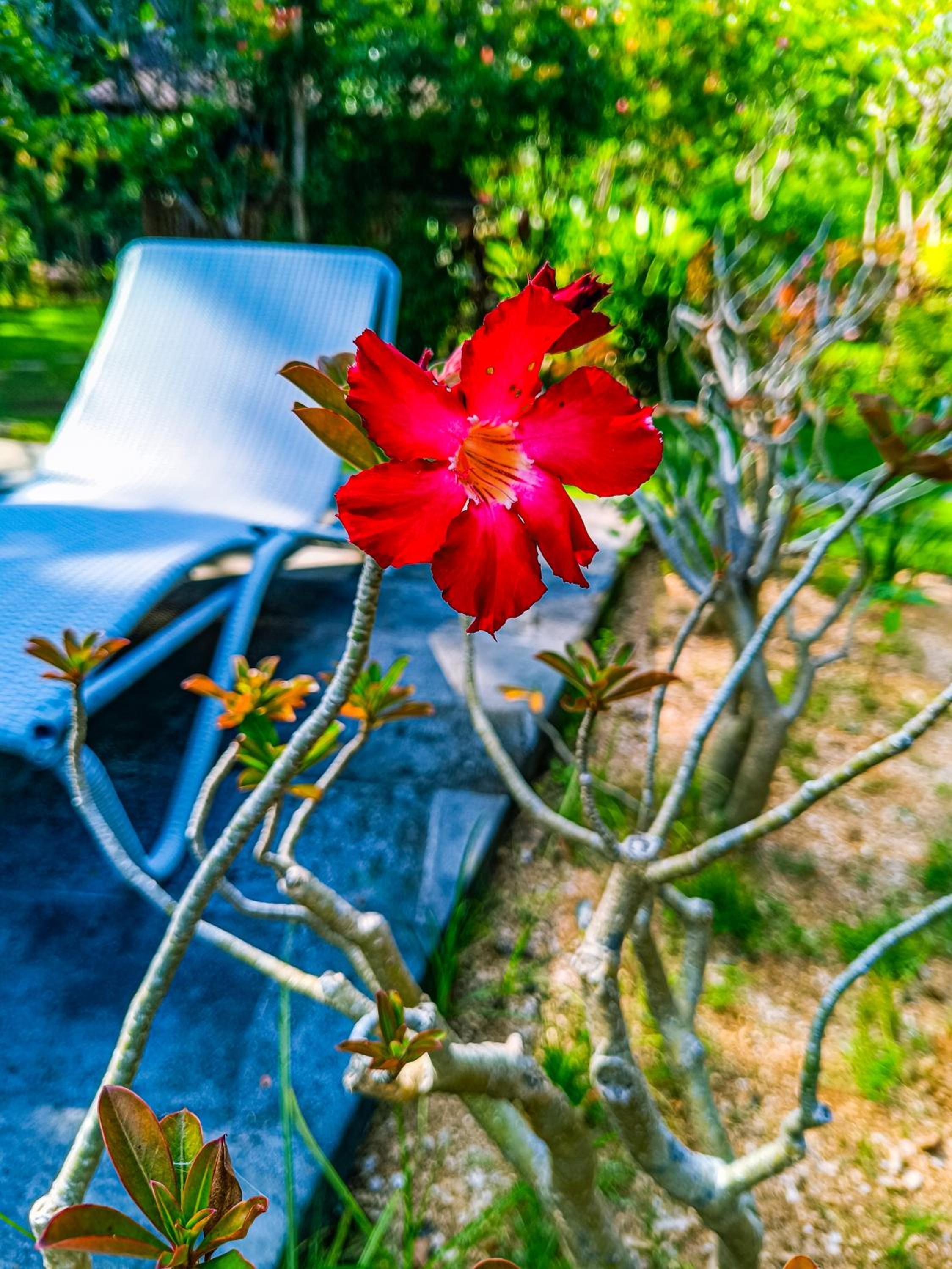 Alaya Ecolodge