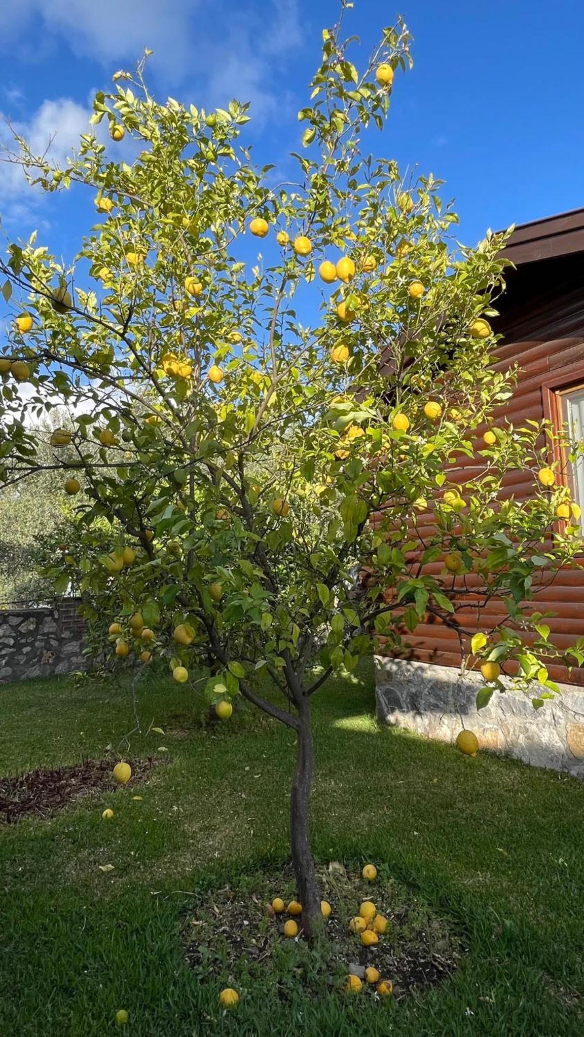 Defne Olive Gardens, Koca Calis, Fethiye view 3