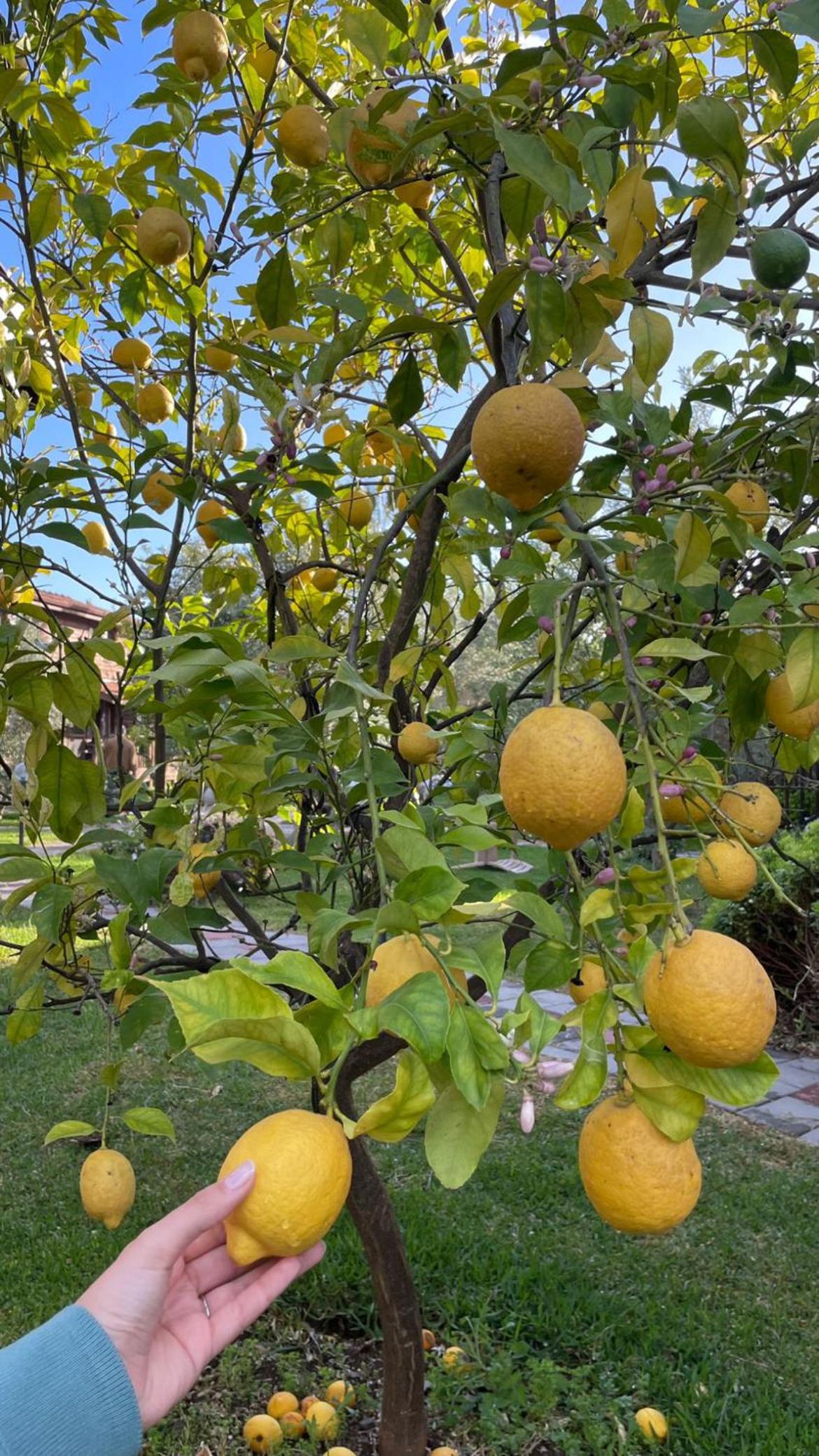 Defne Olive Gardens, Koca Calis, Fethiye view 4