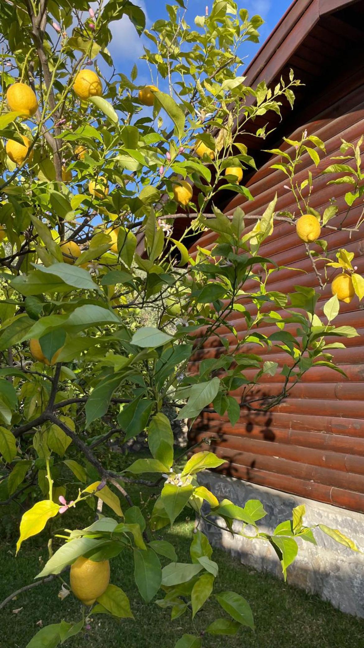 Defne Olive Gardens, Koca Calis, Fethiye view 5