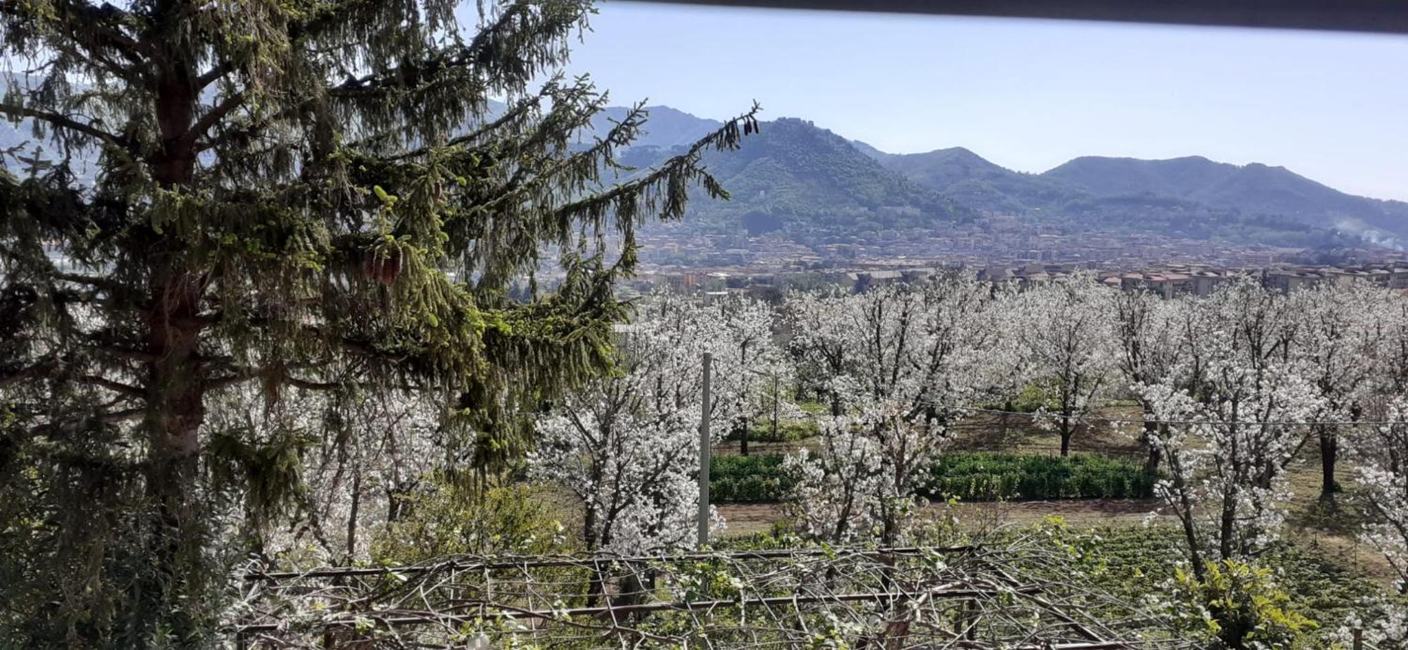 Lanovella