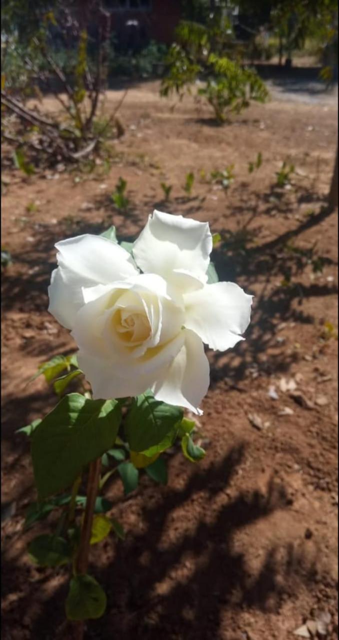 Casa Flor do Cerrado Luz do caminho