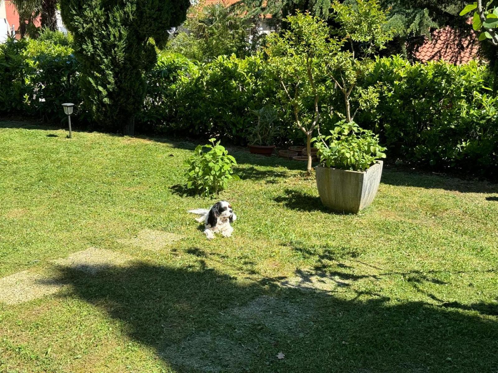 Apartman Merania