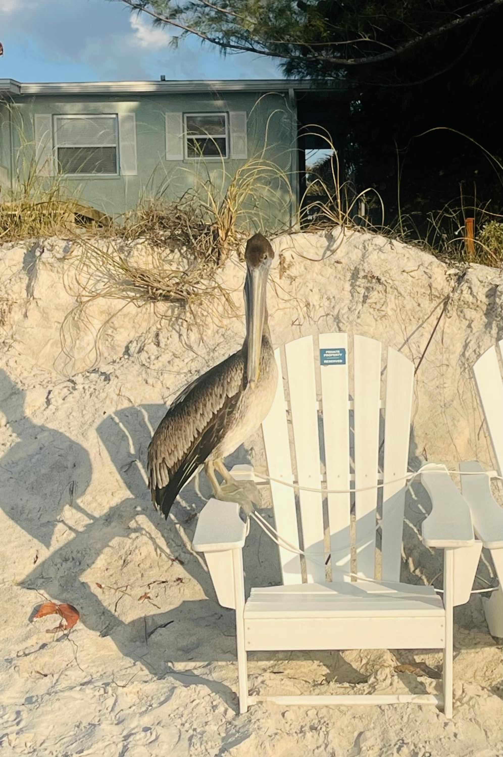 "Dunes" Gulf-View Historic Beachside Cottage 1/1 view 5