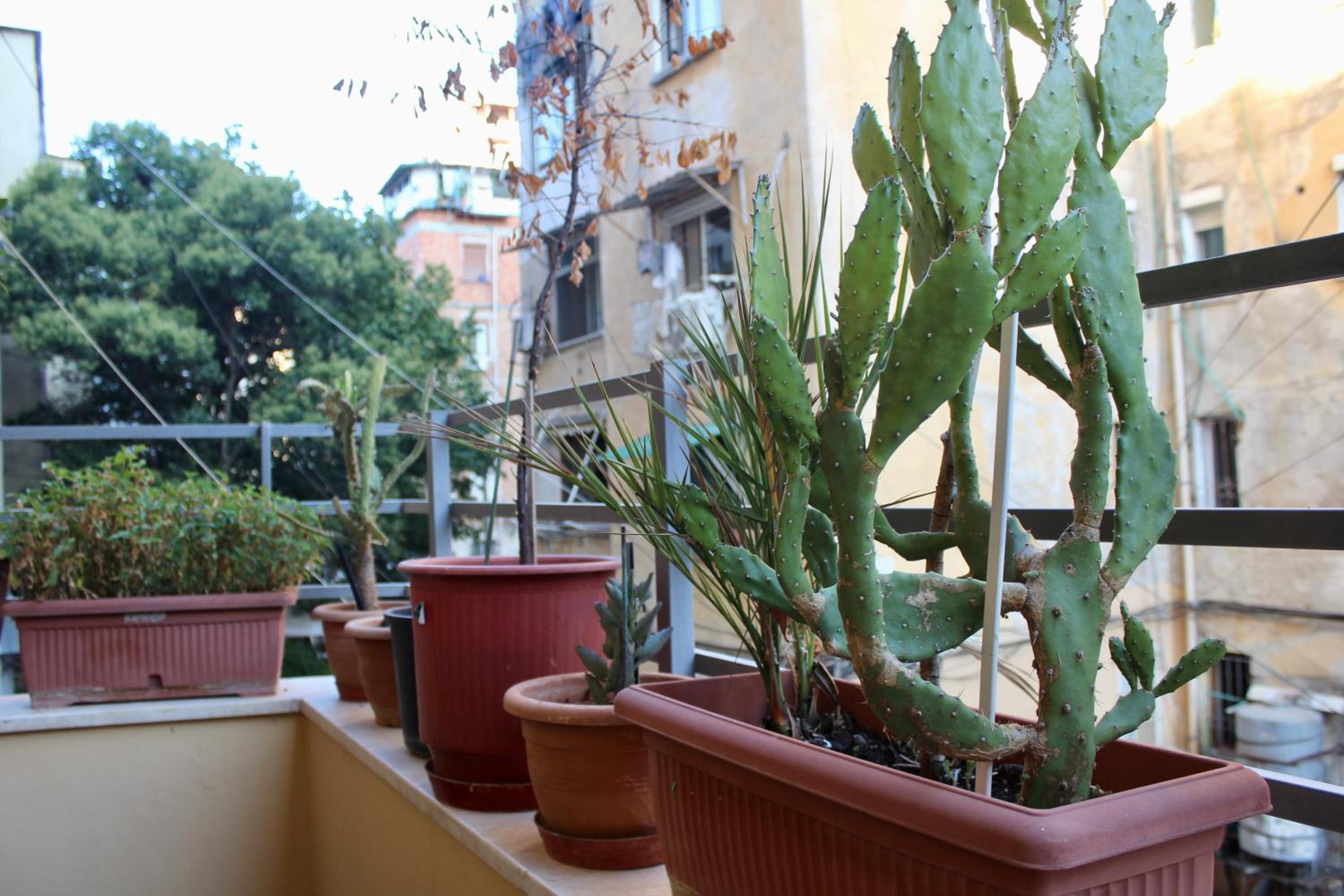 Cactus Cozy Apartment Tirana