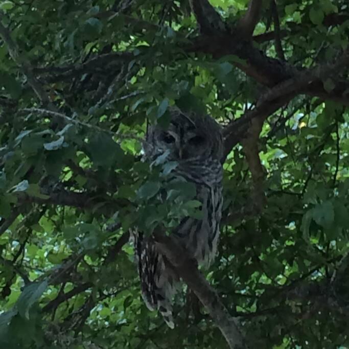 Victoria Vacations - LOCATION LOCATION LOCATION IMMACULATE 1 BEDROOM SUITE - Property Image 84