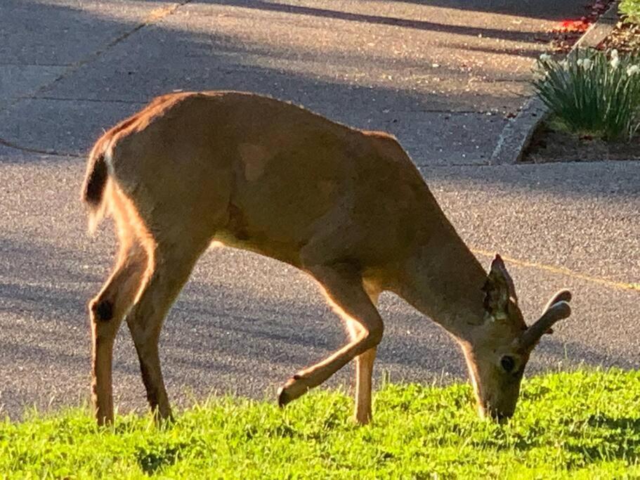 Victoria Vacations - LOCATION LOCATION LOCATION IMMACULATE 1 BEDROOM SUITE - Property Image 89