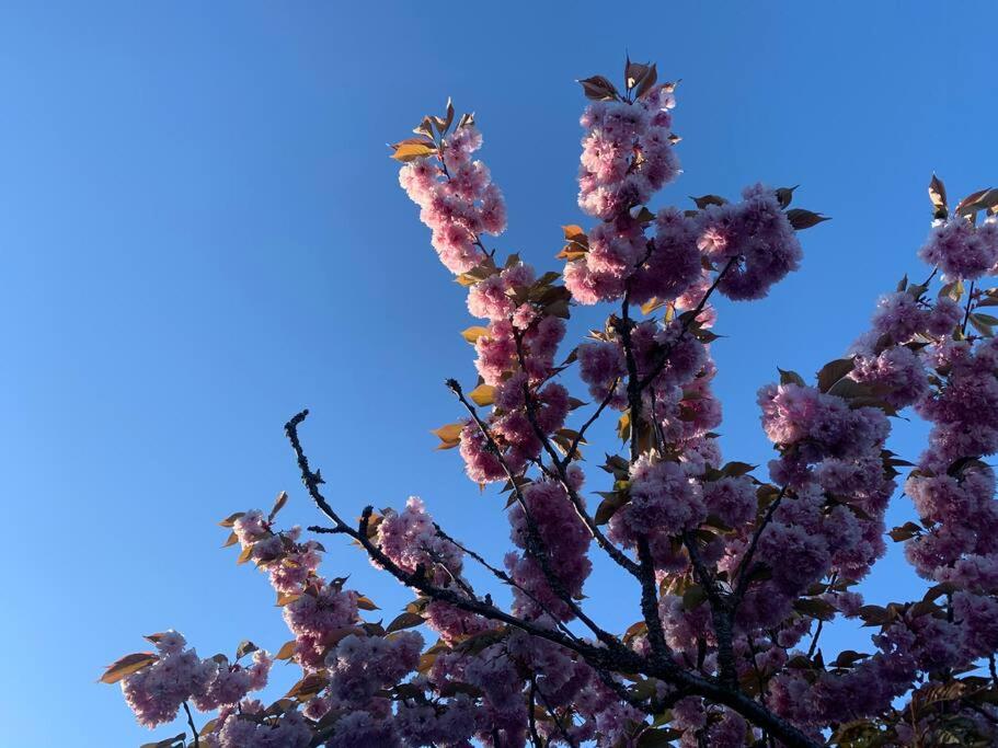 Victoria Vacations - LOCATION LOCATION LOCATION IMMACULATE 1 BEDROOM SUITE - Property Image 24