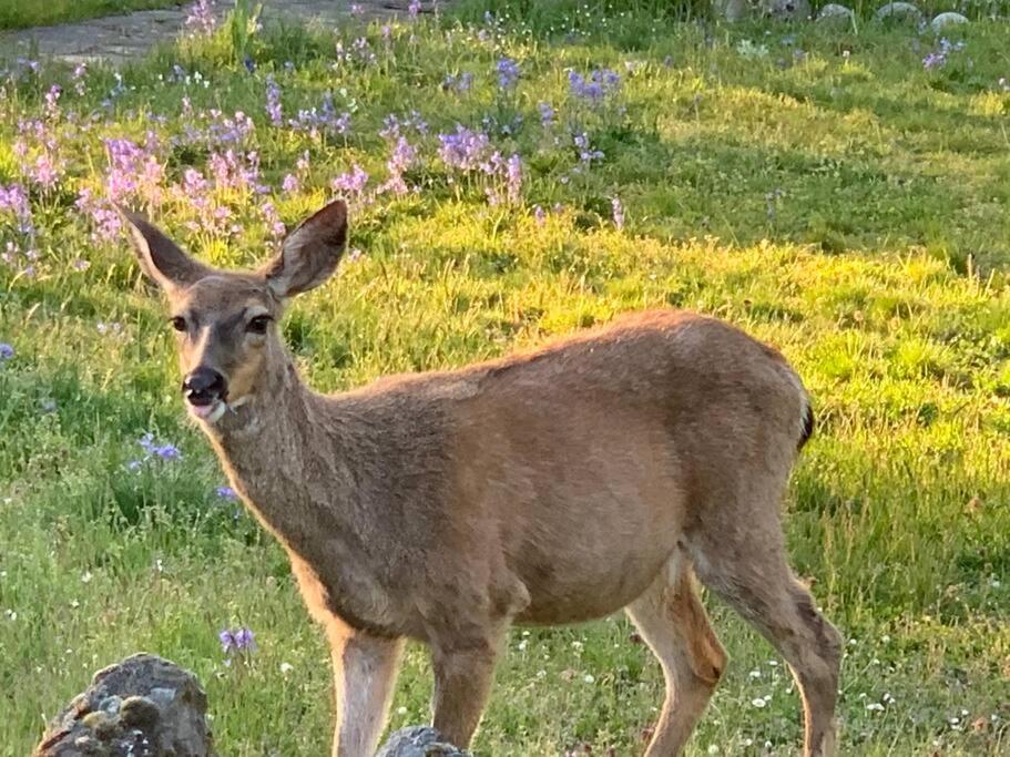 Victoria Vacations - LOCATION LOCATION LOCATION IMMACULATE 1 BEDROOM SUITE - Property Image 80