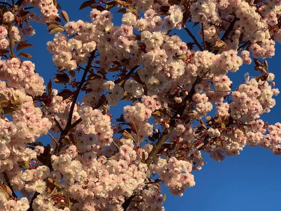 Victoria Vacations - LOCATION LOCATION LOCATION IMMACULATE 1 BEDROOM SUITE - Property Image 27