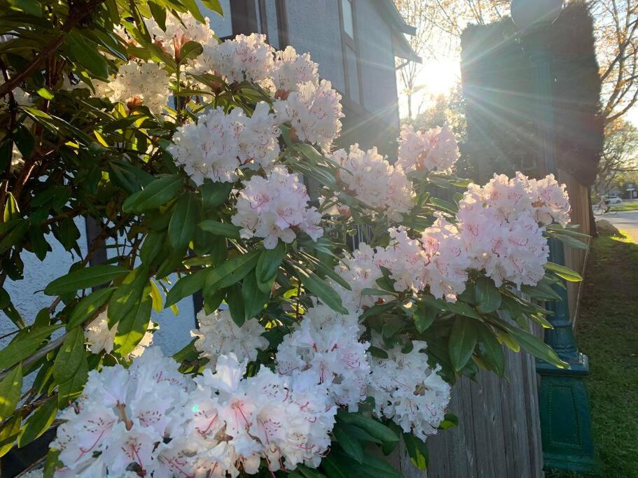 Victoria Vacations - LOCATION LOCATION LOCATION IMMACULATE 1 BEDROOM SUITE - Property Image 79