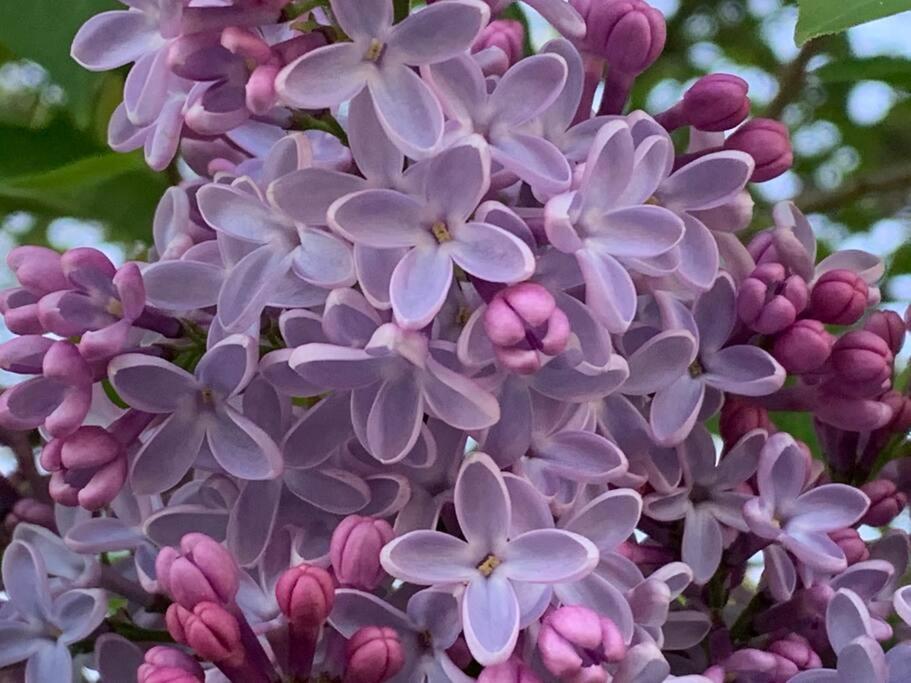 Victoria Vacations - LOCATION LOCATION LOCATION IMMACULATE 1 BEDROOM SUITE - Property Image 59