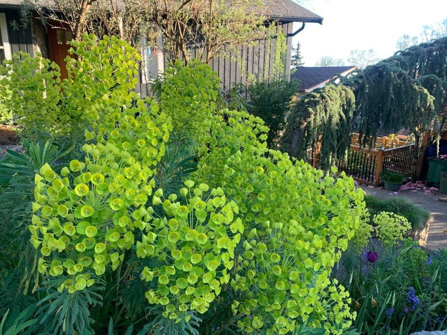 Victoria Vacations - LOCATION LOCATION LOCATION IMMACULATE 1 BEDROOM SUITE - Property Image 60