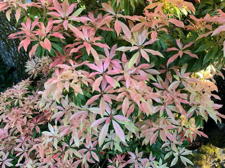 Victoria Vacations - LOCATION LOCATION LOCATION IMMACULATE 1 BEDROOM SUITE - Property Image 85