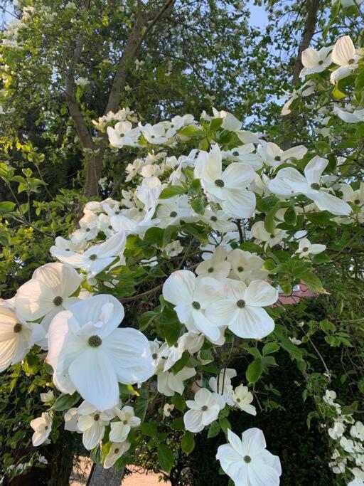 Victoria Vacations - LOCATION LOCATION LOCATION IMMACULATE 1 BEDROOM SUITE - Property Image 87