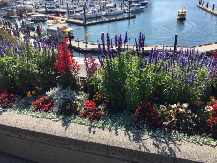 Victoria Vacations - LOCATION LOCATION LOCATION IMMACULATE 1 BEDROOM SUITE - Property Image 91