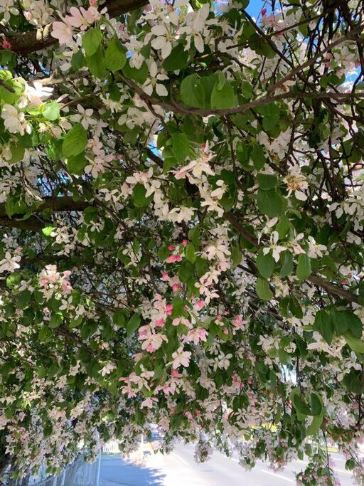 Victoria Vacations - LOCATION LOCATION LOCATION IMMACULATE 1 BEDROOM SUITE - Property Image 95