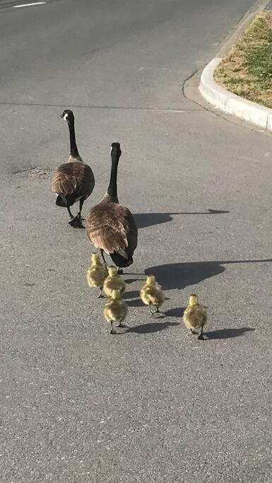 Victoria Vacations - LOCATION LOCATION LOCATION IMMACULATE 1 BEDROOM SUITE - Property Image 29