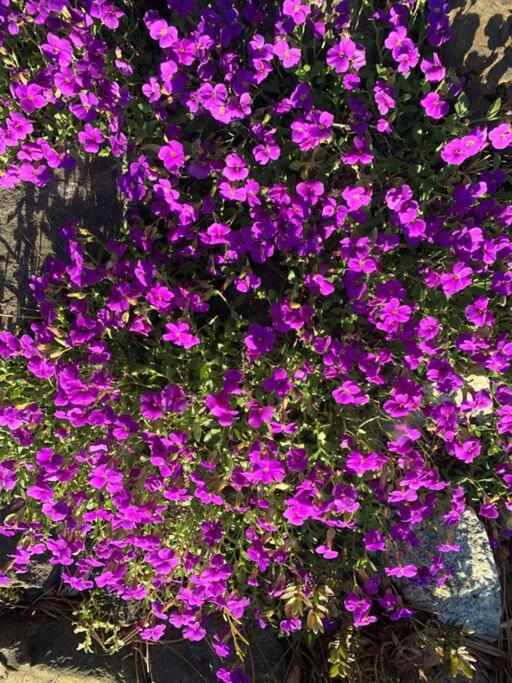 Victoria Vacations - LOCATION LOCATION LOCATION IMMACULATE 1 BEDROOM SUITE - Property Image 68