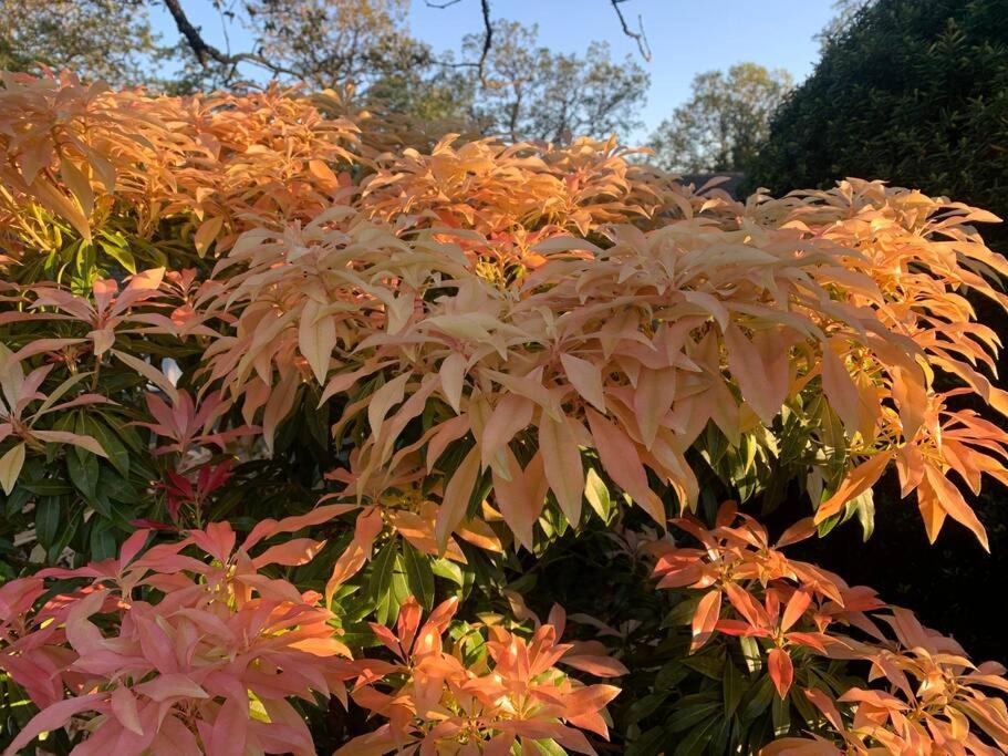 Victoria Vacations - LOCATION LOCATION LOCATION IMMACULATE 1 BEDROOM SUITE - Property Image 65