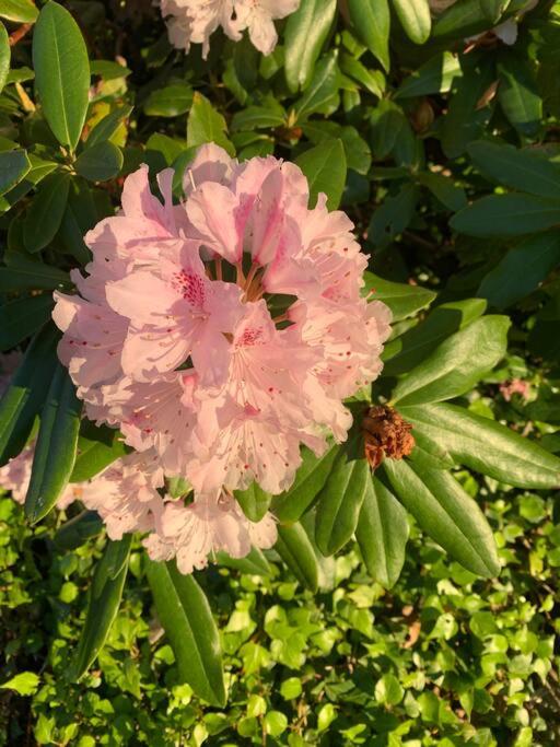 Victoria Vacations - LOCATION LOCATION LOCATION IMMACULATE 1 BEDROOM SUITE - Property Image 71