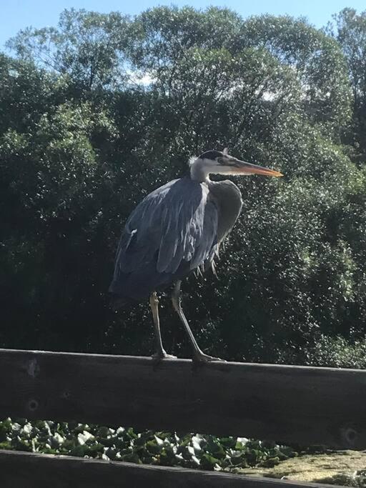 Victoria Vacations - LOCATION LOCATION LOCATION IMMACULATE 1 BEDROOM SUITE - Property Image 99